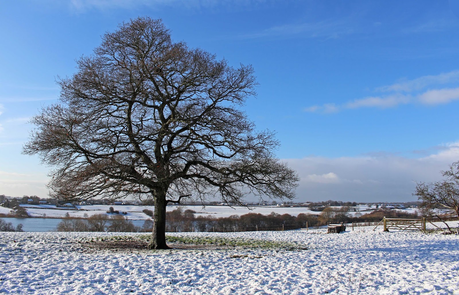 sconzani: A celebration of trees: January