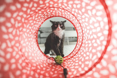 alt="gato pendiente de su juguete al otro lado del tunel"