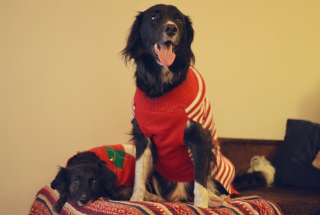 Pet-Christmas-jumpers