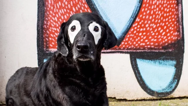 Perro con vitiligo fallece