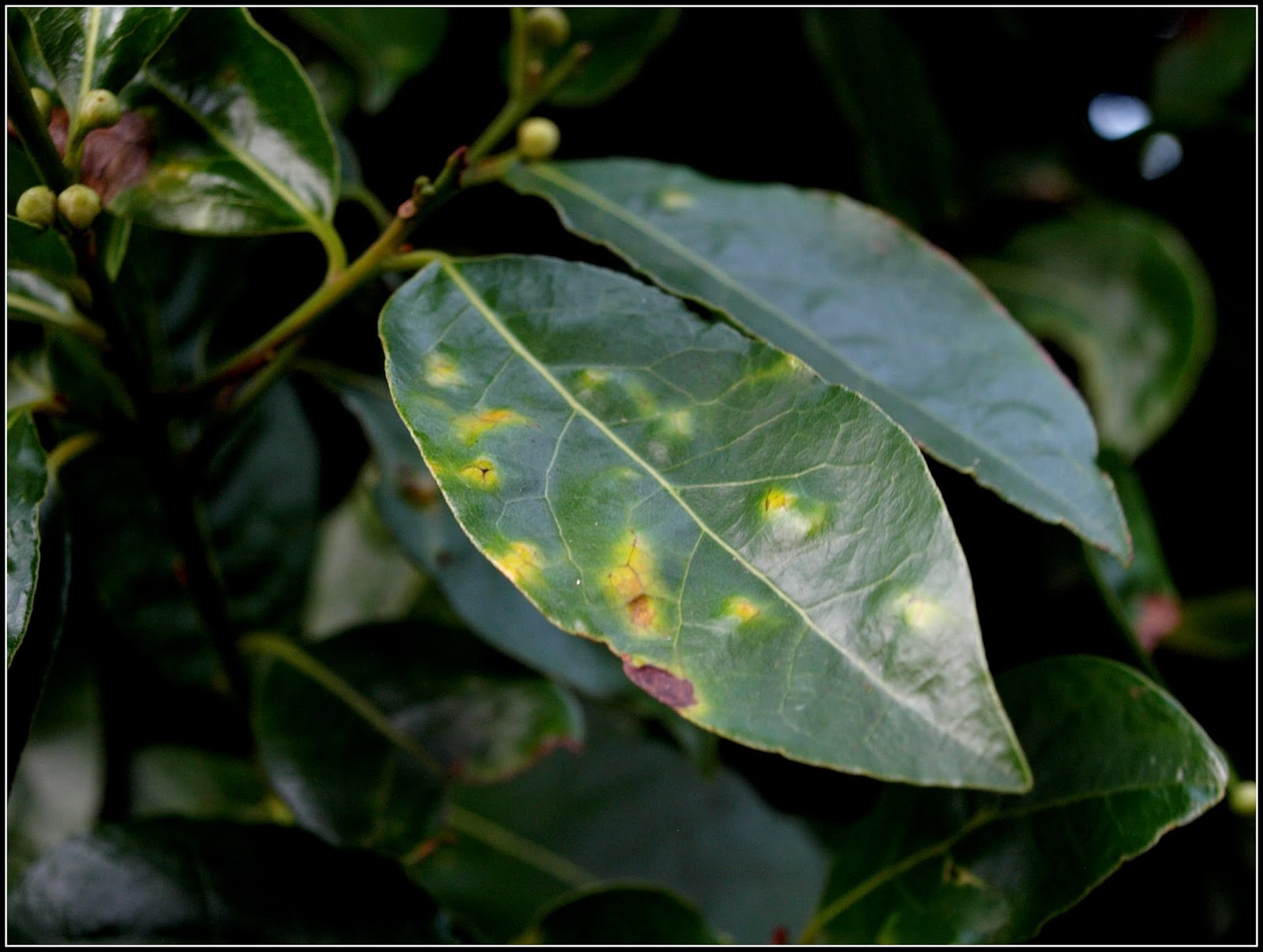 Bay Laurel Plant Diseases