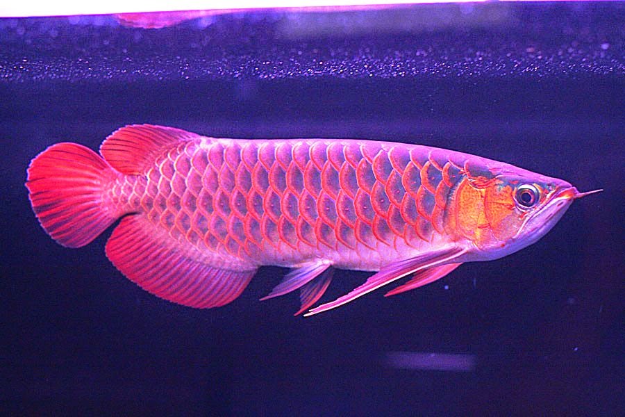 Jenis Ikan Arwana Mahal Di Indonesia Akuarium Ikan Hias jpg (900x600)