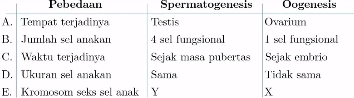 Berikut Ini Yang Merupakan Perbedaan Spermatogenesis Dengan Oogenesis Blog Pak Pandani