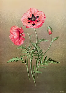 Paul Jones 1921-1997 ~ Australian painter | Flowers of May Paul Jones 1921-1997 ~ Australian painter | Flowers of May