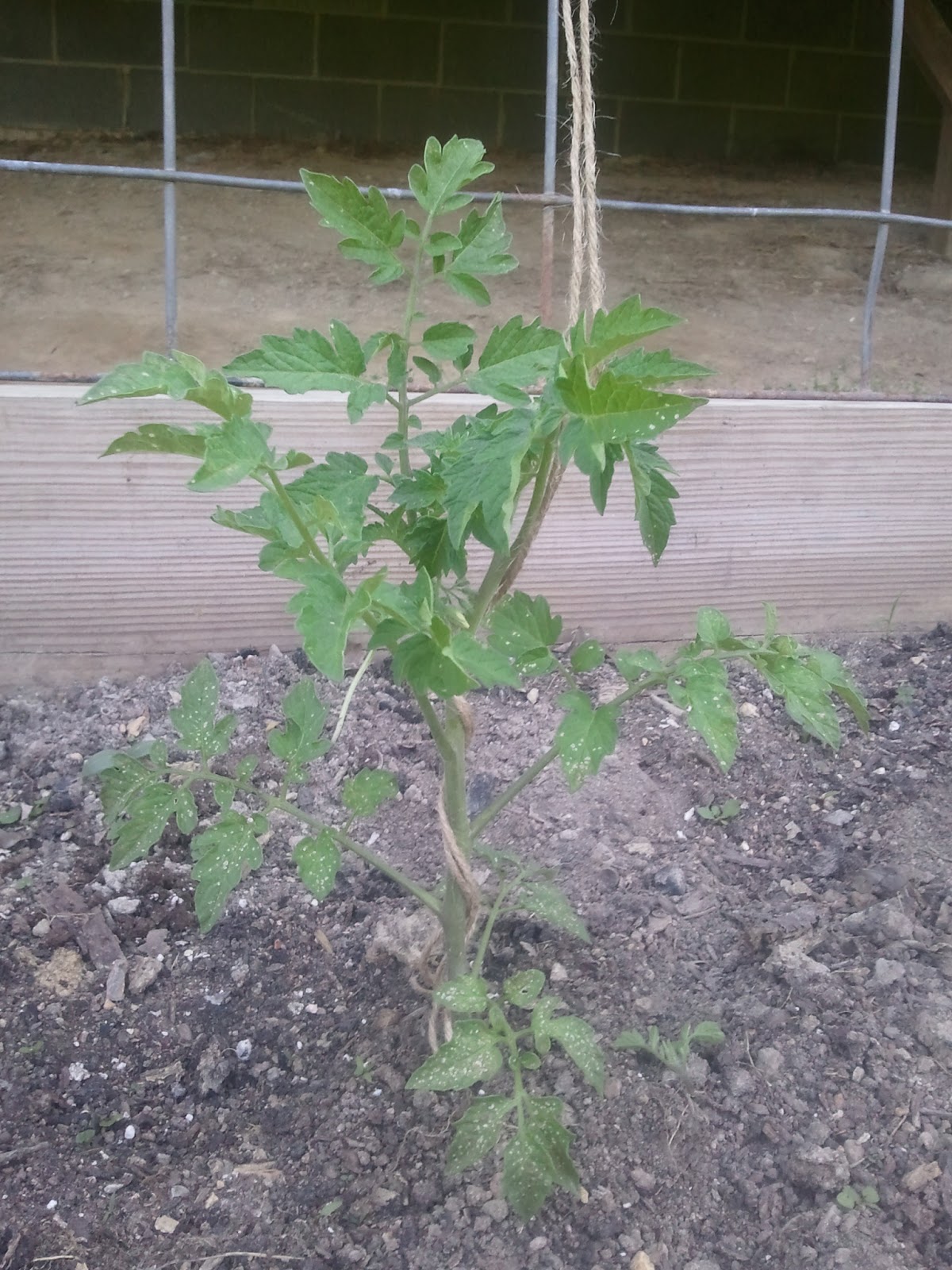 Sanctuary Farm Tying up Tomato Plants