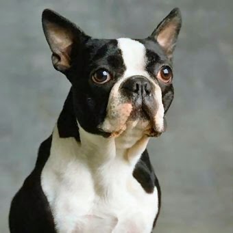 The dog in world: Boston Terrier dogs