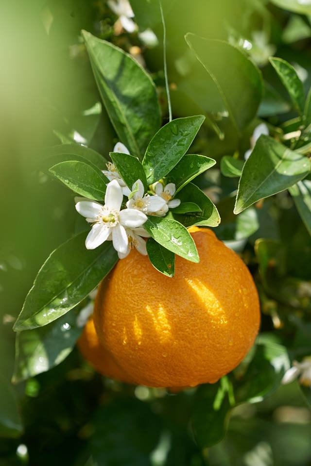 померанец, бигардия, горький апельсин. померанец цитрус. померанец, бигардия, горький апельсин. померанец. померанец бигарадия.