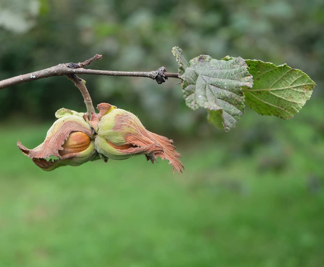 findik kabugunu doldurmayan lakirdilar