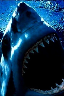 iphone  background wallpaper