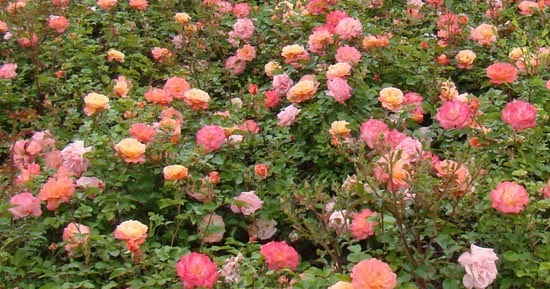 Rose Cubana Rose Cubana