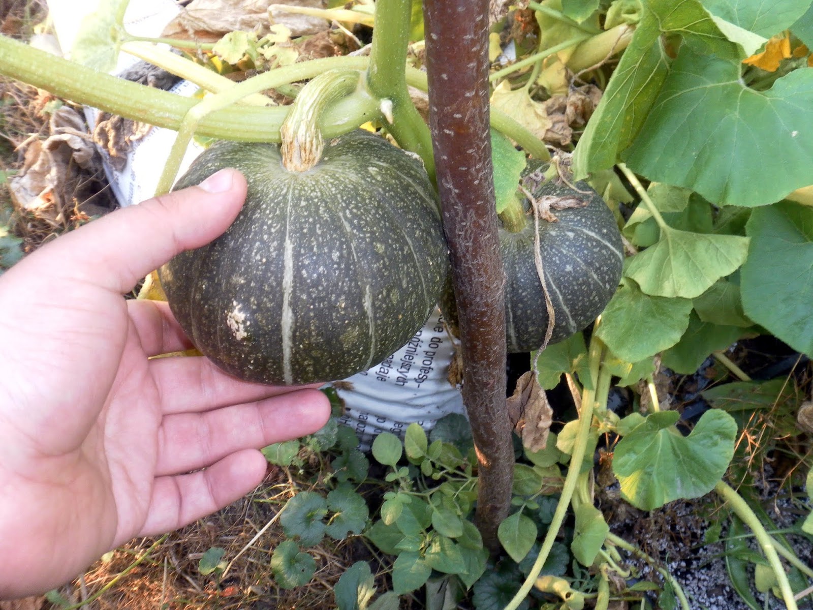 Scirpidiella's Plants Wild squash species (Cucurbita sp. div.)