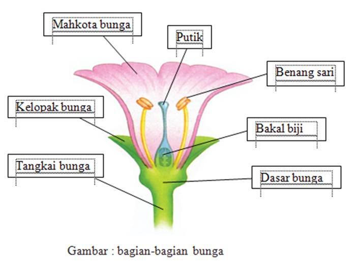  gambar  bunga  beserta  keterangannya