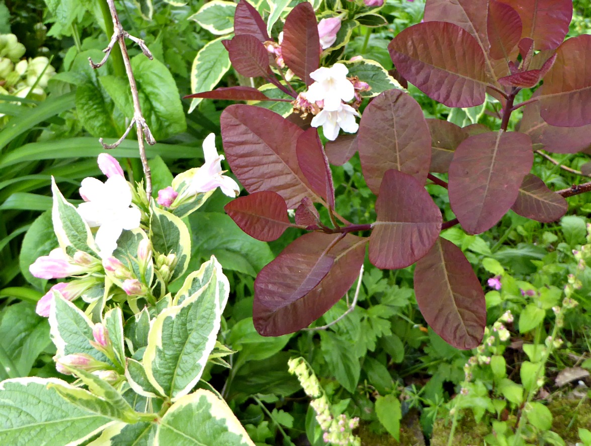 Shrub Garden Uk Stock Photos Shrub Garden Uk Stock Images Alamy