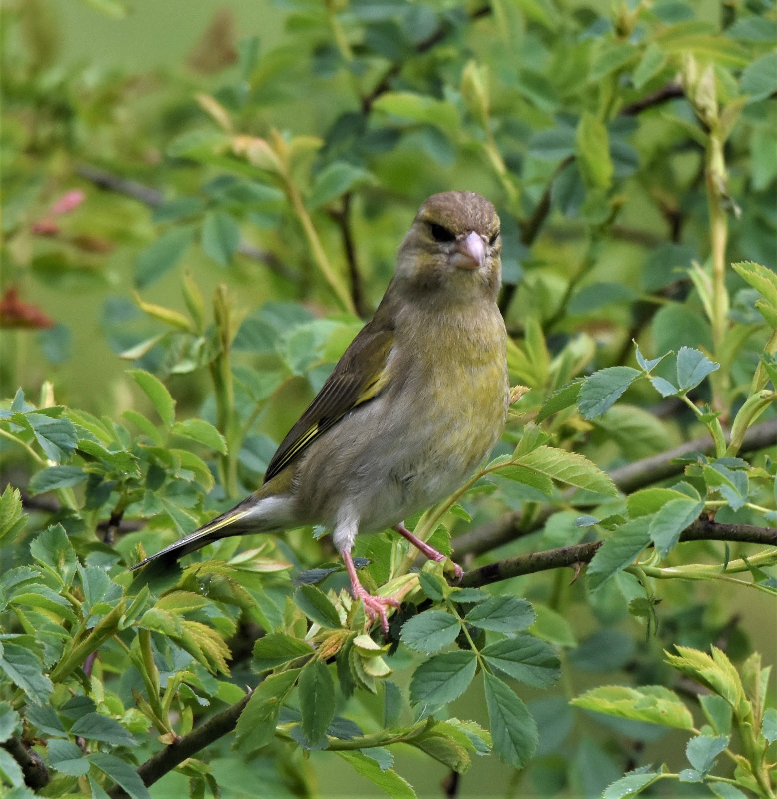 Andrew Robin photography. Green Finch.