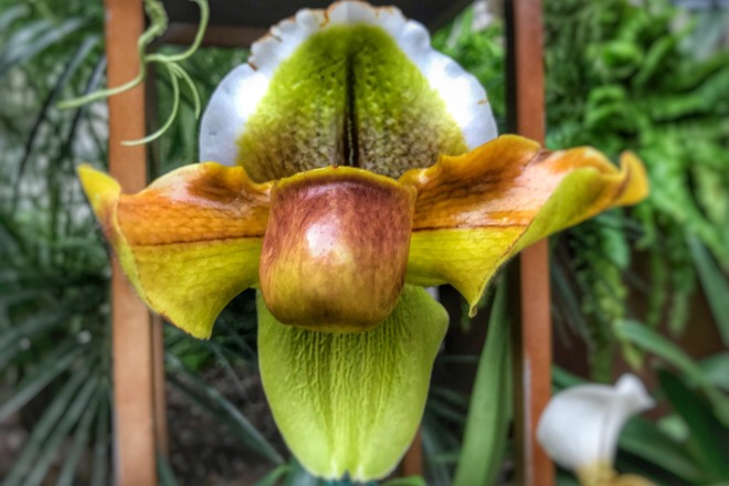 The Amazing Adaptations of Orchids Exploration - Grapes & Grains