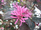 Loropetalum Chinense