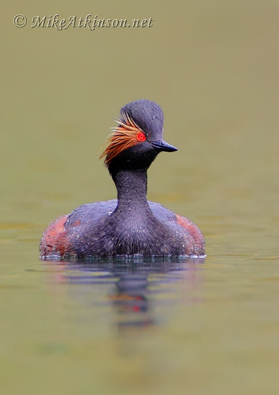 Black Necked Grebe (2015) by Mike Atkinson