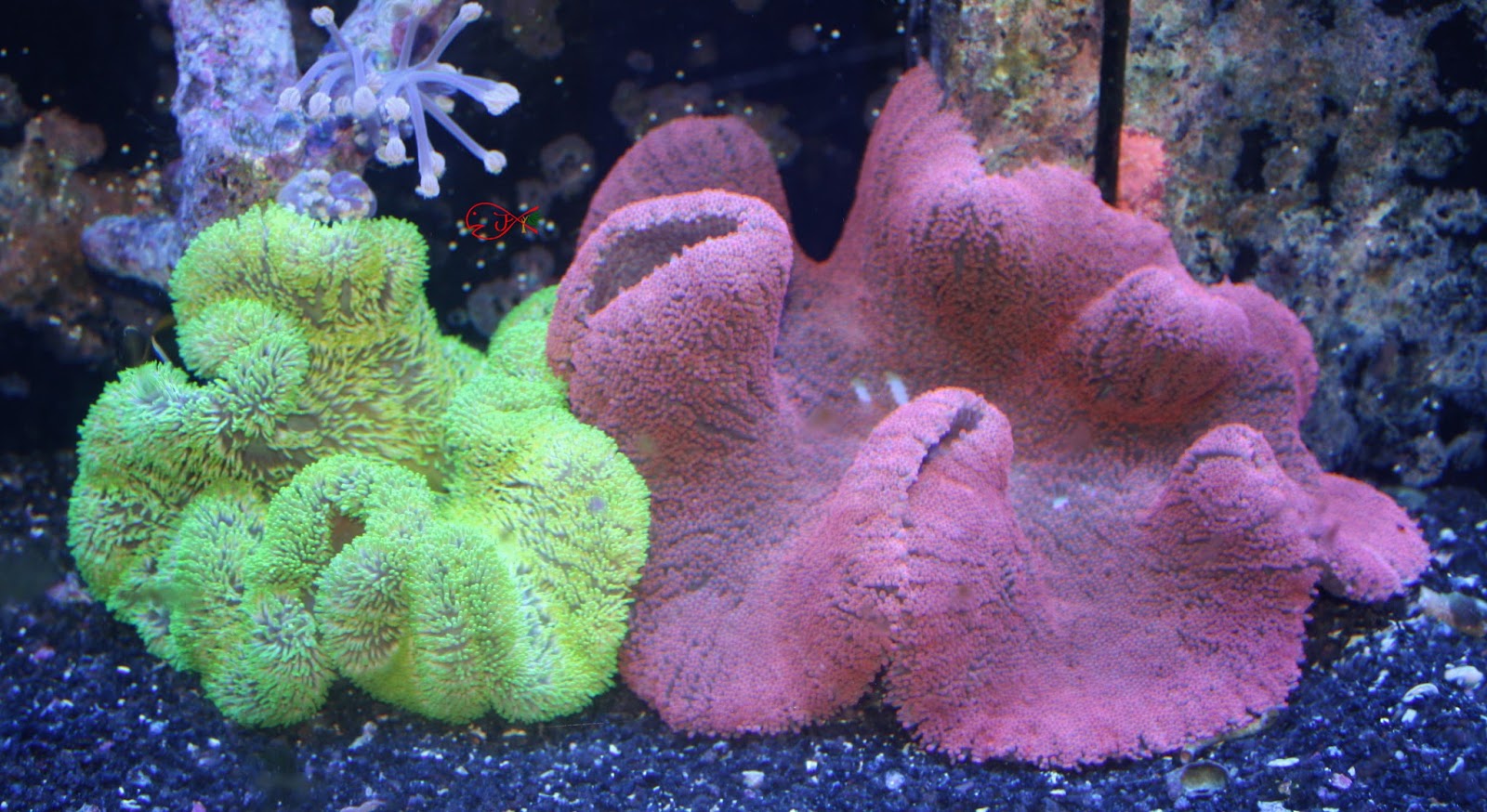 Размножение актиний