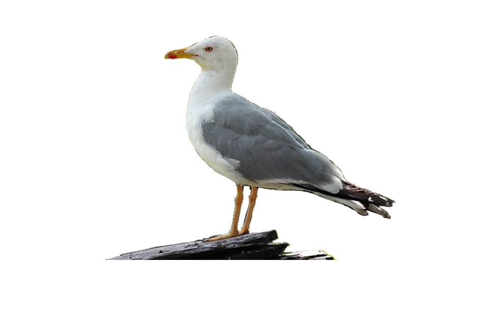 Чайка картинка пнг