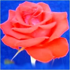 Fakta-Fakta Unik dan Menarik tentang Bunga Mawar