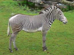 Zebras - Pets Cute and Docile