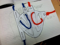 Circulatory System Diagram Circulatory System Diagram