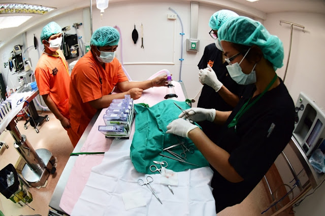 Được trang bị đầy đủ máy móc hiện đại phục vụ việc khám chữa bệnh, đây được coi là bệnh viện dành cho chó mèo hiện đại nhất Đông Nam Á hiện nay. Ở đây, các khoa phòng được phân chia rõ rệt từ nơi cấp cứu, chữa bệnh, phẫu thuật cho đến nơi xét nghiệm, chẩn đoán hình ảnh.