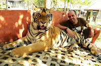 tiger kingdom, Chiang Mai, chiang mai, Tailàndia, Tailandia