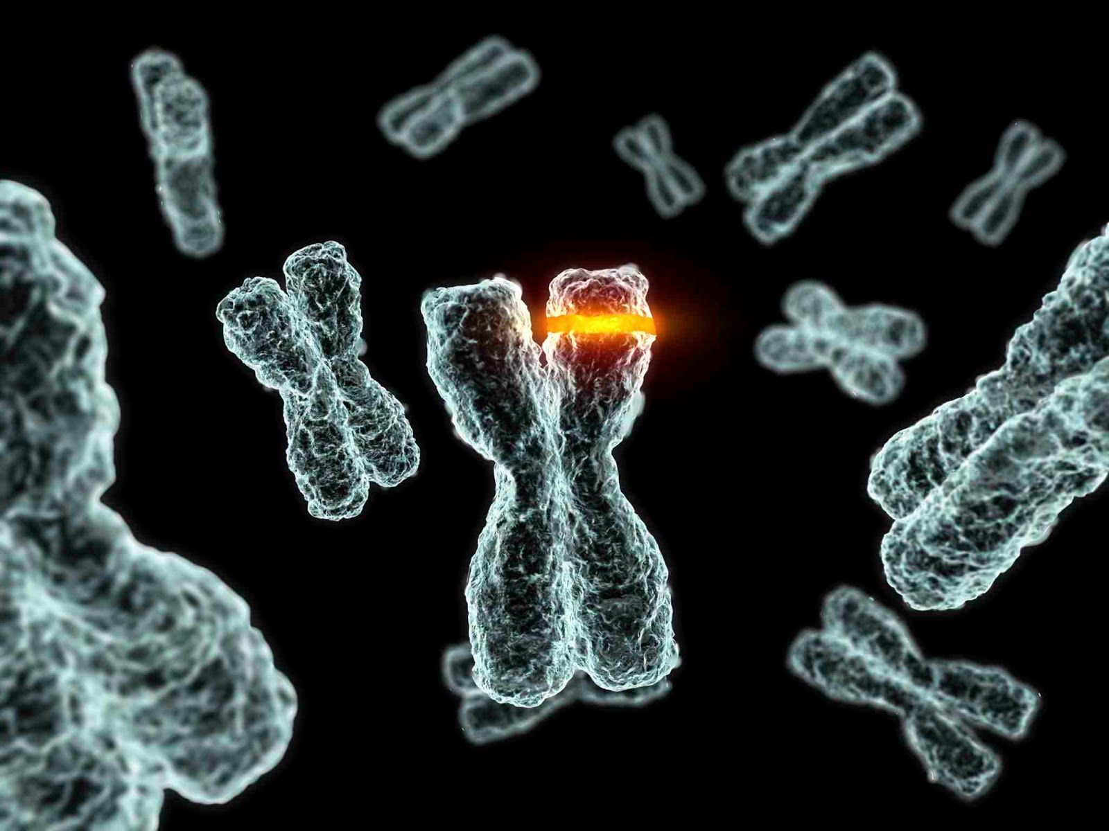 Enfermedades genéticas del ADN mitocondrial humano