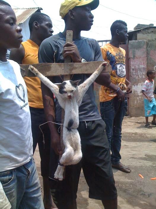 gato-crucificado.jpg