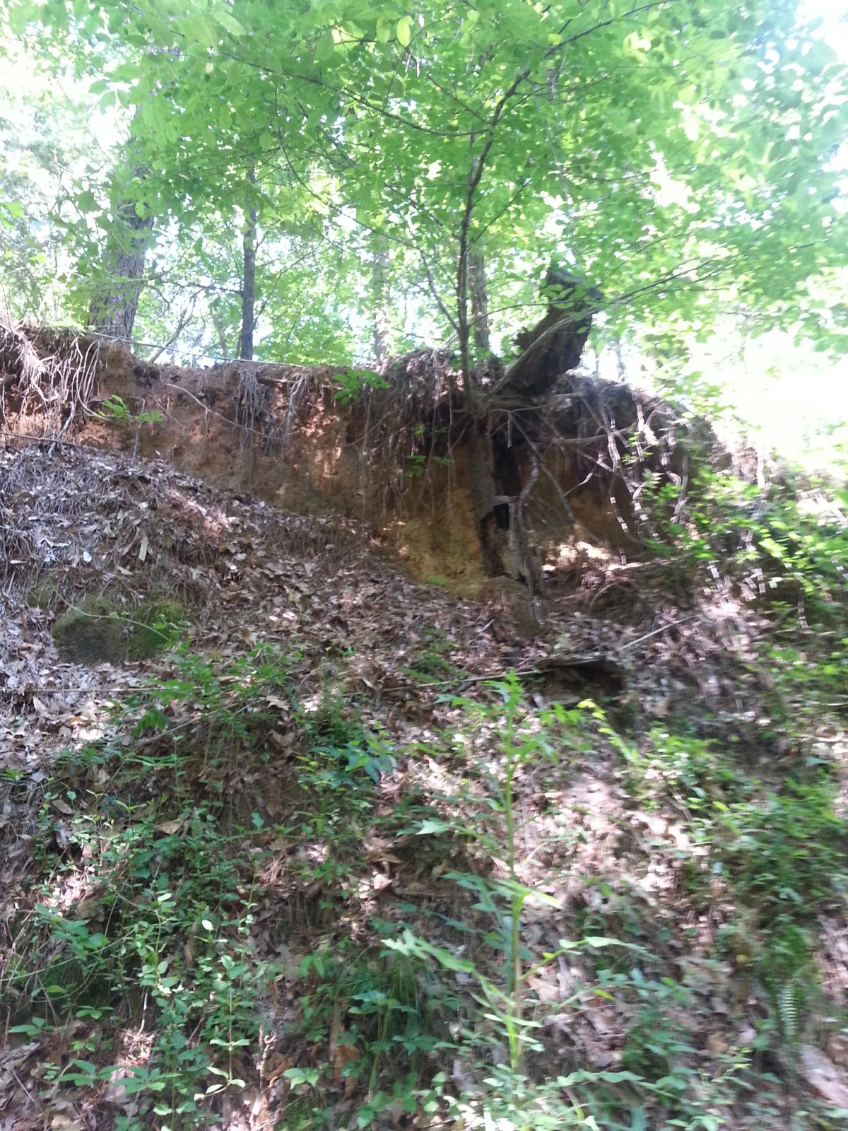 Rockhounding Around Mississippi Petrified Forest, Flora MS