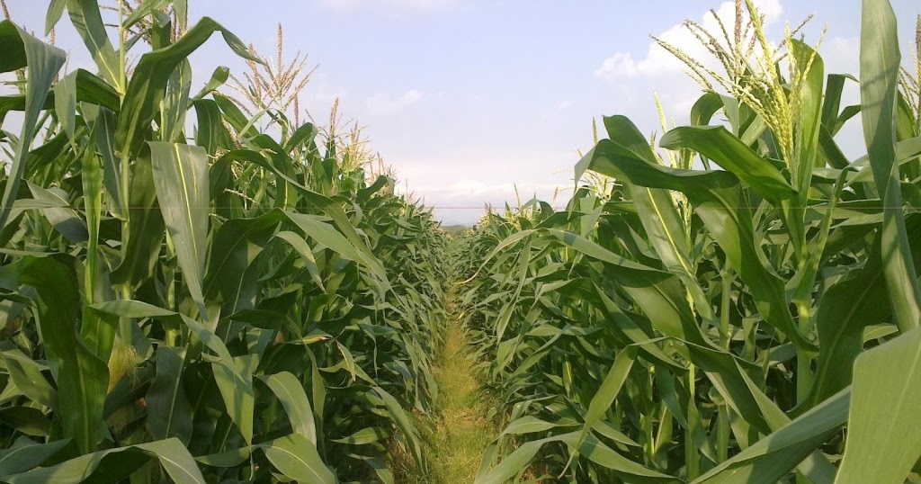 Sistem jajar legowo pada tanaman jagung