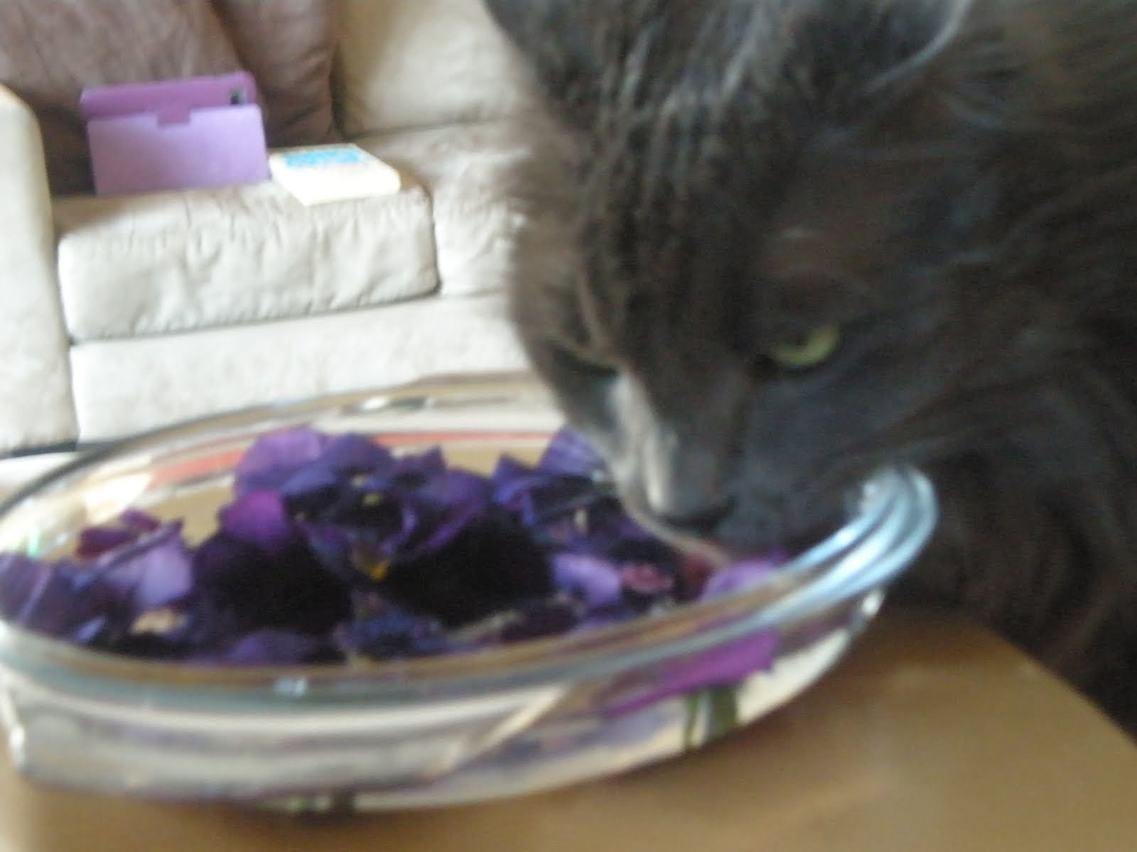 The InTolerant Chef ™ Pretty Purple Carrot Cake