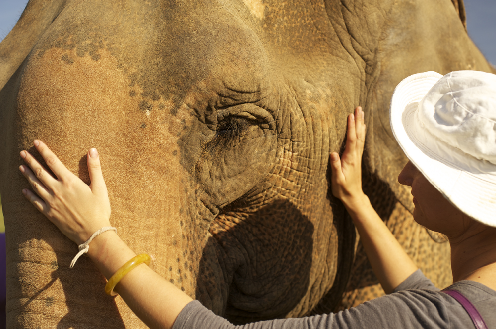 Ride Bikes, Not Elephants Elephant In The Room