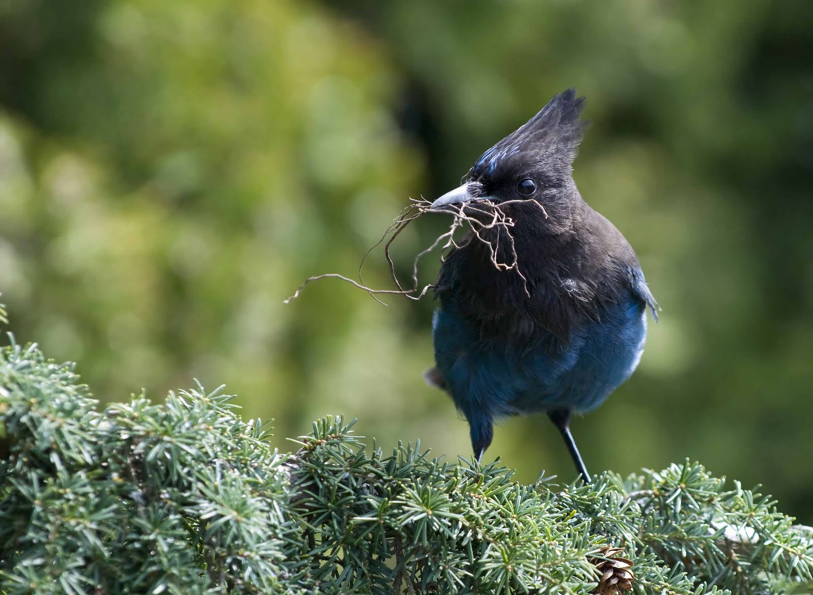 Alasdair Turner Photography Seattle Backyard Birds and How to Attract