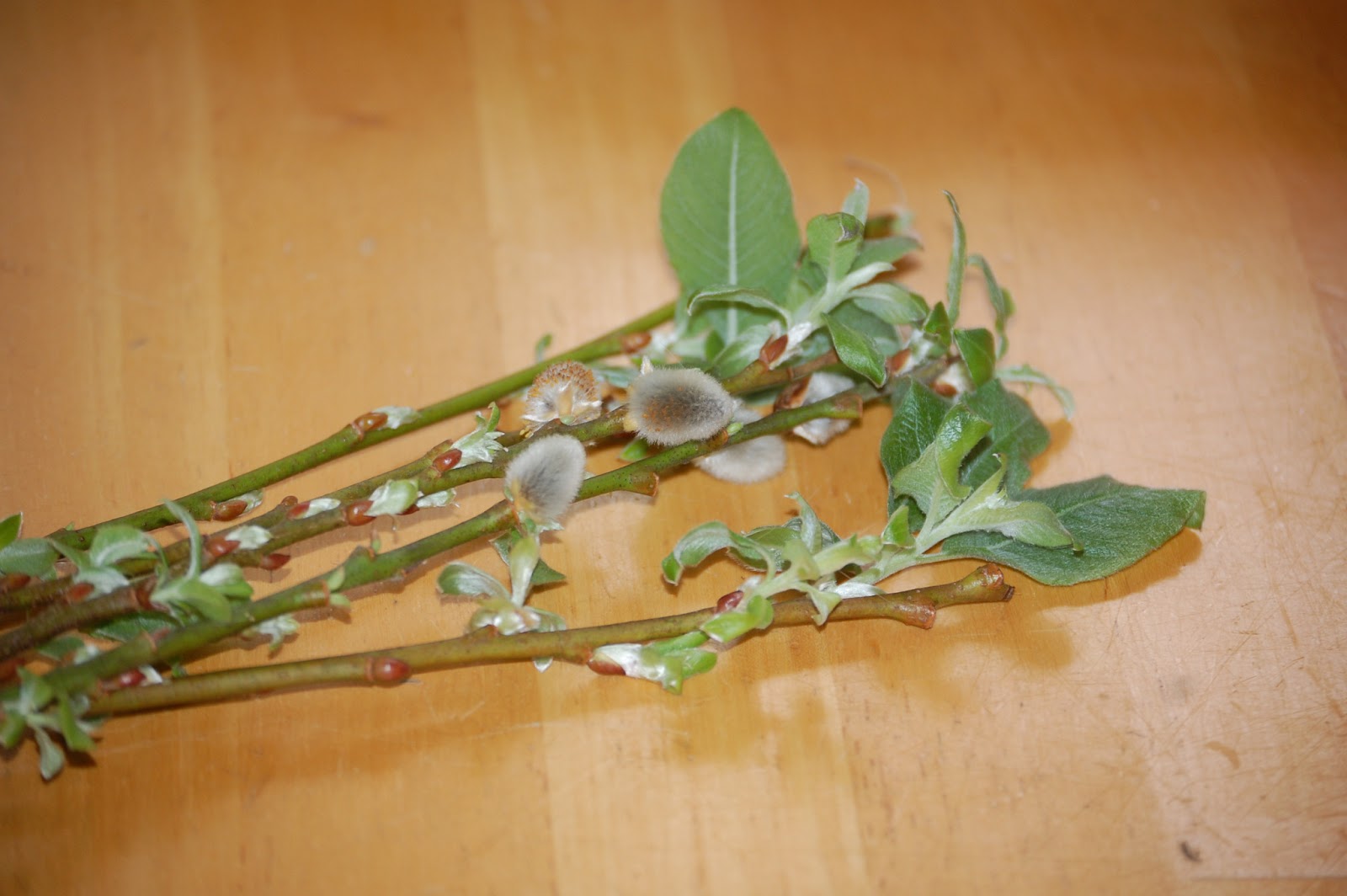 Gay harden how can i root pussy willows