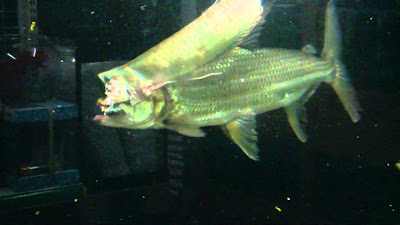 Makanan Goliath Tigerfish Si Harimau Dari Sungai Afrika