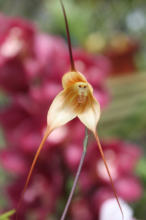 Amazing Monkey Flower Orchid : South American Flowers looks like a ...