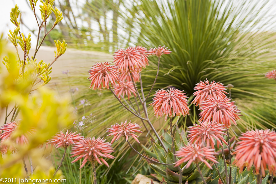 INTERIOR + ARCHITECTURAL PHOTOGRAPHY: Southern California Garden