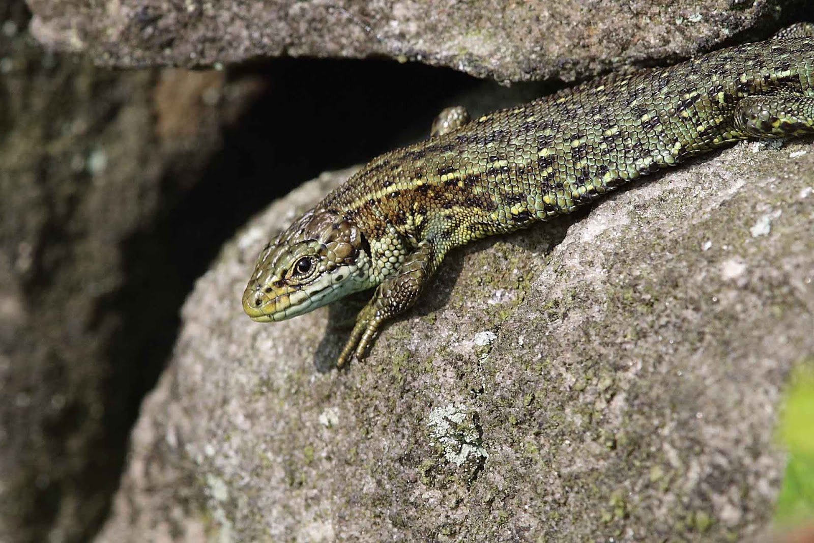 Darley Dale Wildlife: More Common Lizards