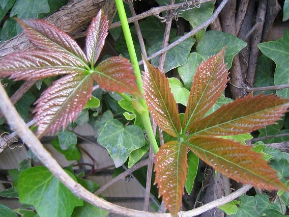 Blog de Dorisalon: Otras plantas que despiertan