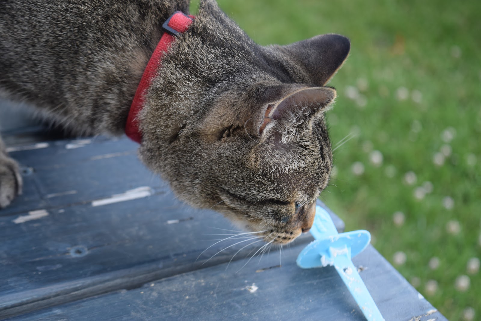 indietutes Battle Cat vs Skunk everybody loses