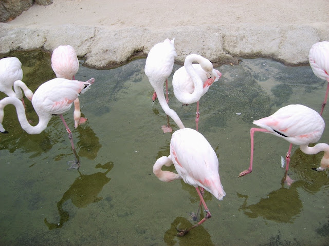 Bioparc Valencia, diciembre 2008 - Paseos Fotográficos Valencia