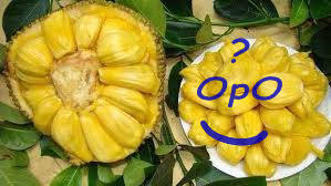 Opo - Manfaat buah nangka untuk kesehatan