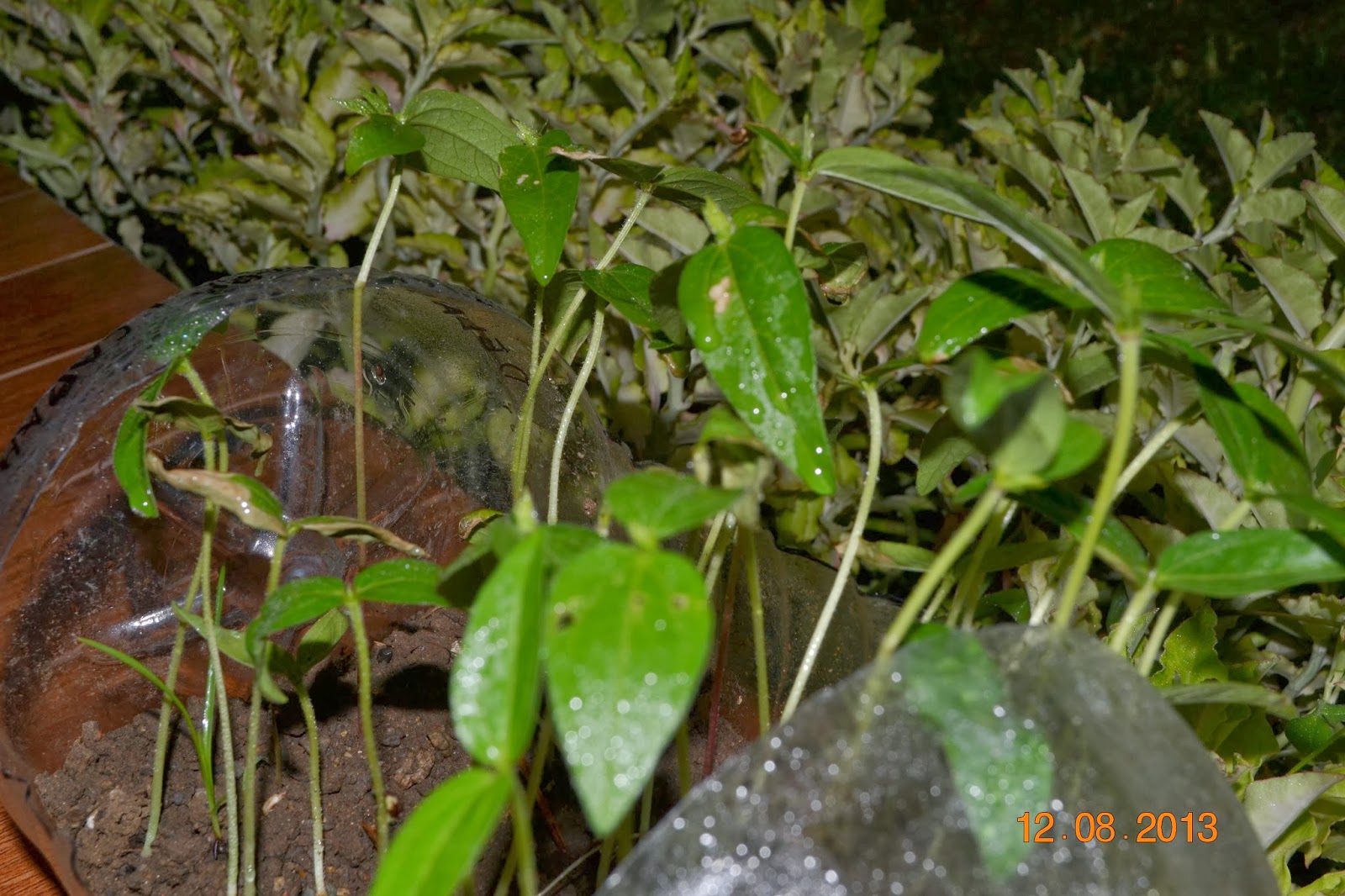 Herbology Lessons Our Plant