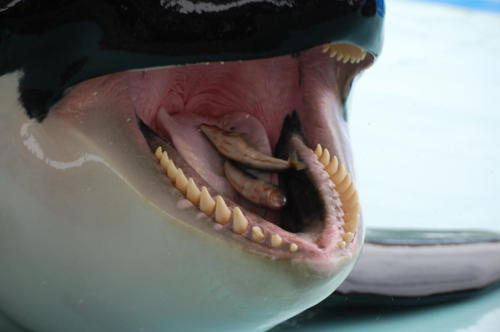 5 Killer Whales Interesting Facts - AboutWhales