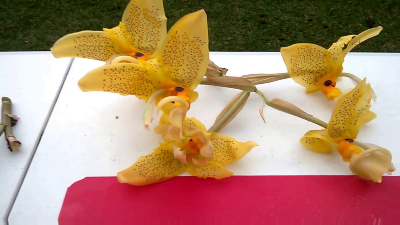 El Hongo y las Orquídeas