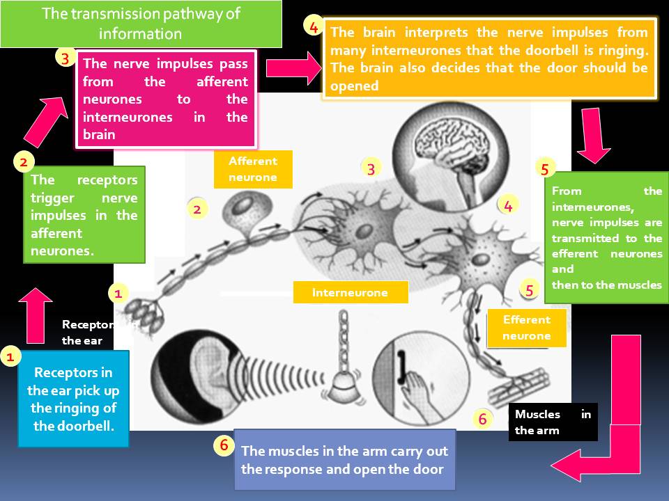 Biology THE TRANSMISSION OF INFORMATION ALONG THE NEURONE