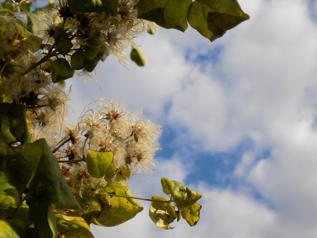 LUNEA FLORILOR