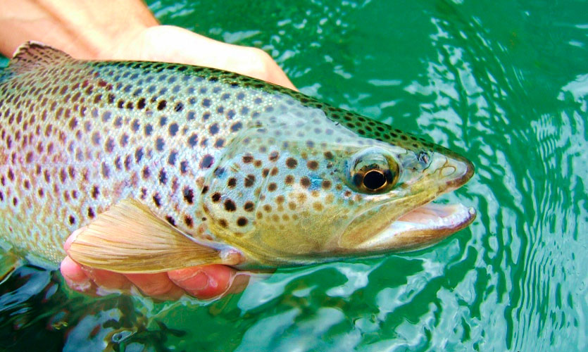 FLY FISHING IN FRANCE